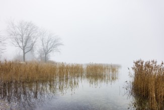 Autumn morning fog on the reed belt with trees on the banks of Lake Mondsee, Salzkammergut, Upper
