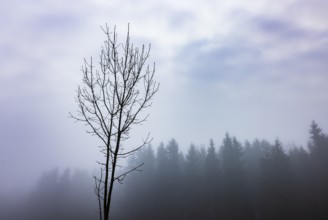 Bare tree in autumn morning fog, Mondsee, Salzkammergut, Upper Austria, Austria