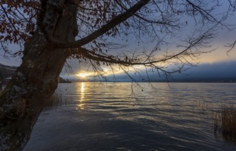 Quiet morning atmosphere at sunrise on a lake with bare tree in the foreground, Mondsee,
