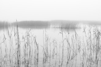 Monochrome, autumnal morning fog on the reed belt on the shores of Lake Mondsee, Salzkammergut,