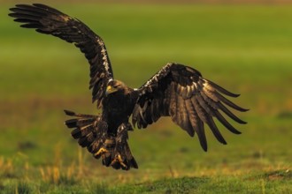 Spanish imperial eagle (Aquila adalberti) Castilla-La Mancha, Spain