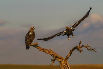 Spanish imperial eagle (Aquila adalberti) with the background of Gredos and the snowy peak of