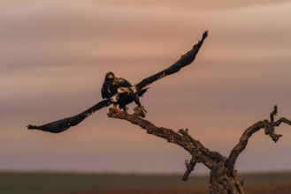 Spanish imperial eagle (Aquila adalberti) Castilla-La Mancha, Spain