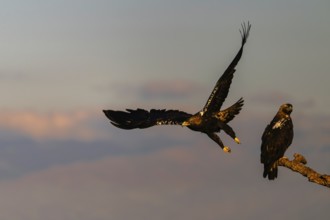 Spanish imperial eagle (Aquila adalberti) with the background of Gredos, Castilla-La Mancha, Spain