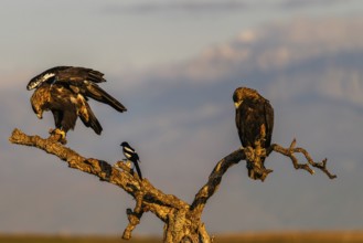 Spanish imperial eagle (Aquila adalberti) with the background of Gredos and snowy Almazor,