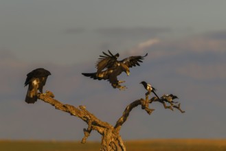 Spanish imperial eagle (Aquila adalberti) Castilla-La Mancha, Spain