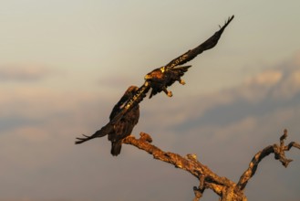 Spanish imperial eagle (Aquila adalberti) with the background of Gredos, Castilla-La Mancha, Spain