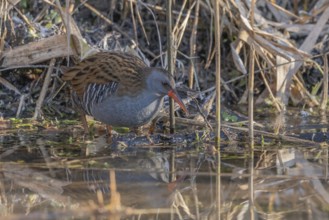 Water Rail (Rallus aquaticus) stands in the shallow water of the moor. The morning sun shines on