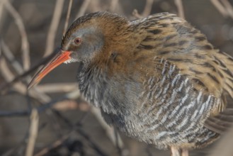 Water Rail (Rallus aquaticus) sits on branches in the swamp. It has grey feathers and stripes.