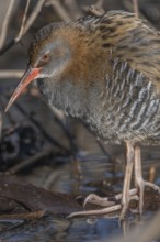 Water Rail (Rallus aquaticus) sits on branches in the swamp. It has grey feathers and stripes.