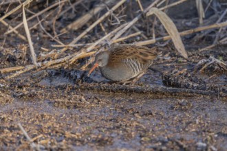Water Rail (Rallus aquaticus) runs along a branch at the edge of the water in the moor. The sun