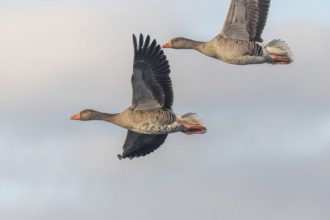 Greylag goose (Anser anser) moving in the clear sky. The wings are outstretched as they fly. The