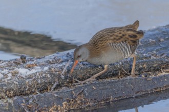 Water Rail (Rallus aquaticus) runs along a branch at the edge of the water in the moor. The sun is