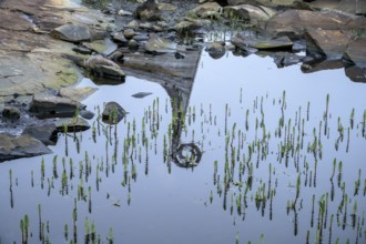 Reflection of a wooden dragon head in a water basin, sculpture by Drakkar Vardø. The