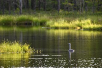 A red-throated diver (Gavia stellata), swimming alone on a lake surrounded by forest in the evening