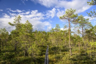 A wooden plank path leads through a natural moor, Hällefors, Örebro län, Sweden