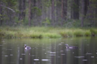 Two star divers (Gavia stellata swimming on a bog lake surrounded by coniferous forest), Örebro