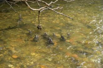 Atlantic salmon (Salmo salar) swimming close to the surface on their spawning migration in a