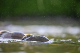 Atlantic salmon (Salmo salar) swimming close to the surface in the rain on their spawning migration