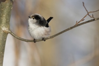 A long-tailed tit (Aegithalos caudatus) sits quietly on a branch against a wintry backdrop, Hesse,