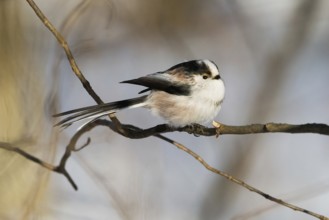 A long-tailed tit (Aegithalos caudatus) sitting on a branch in wintry surroundings, Hesse, Germany