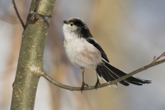 A long-tailed tit (Aegithalos caudatus) stands on a branch with an attentive gaze against a wintry