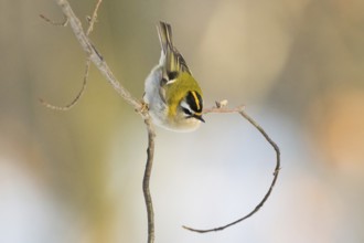 A goldcrest (Regulus regulus) on a bare branch with a blurred, warm background, Hesse, Germany