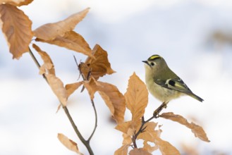 A goldcrest (Regulus regulus) sitting on a branch with dry leaves in winter, Hesse, Germany