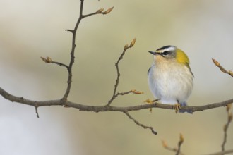 A goldcrest (Regulus regulus) sitting on a branch with fresh buds against a blurred background,