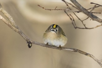 A goldcrest (Regulus regulus) sits curiously on a thin branch in a wintry landscape, Hesse, Germany