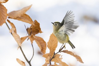 A goldcrest (Regulus regulus) taking off from a branch with dry leaves, Hesse, Germany