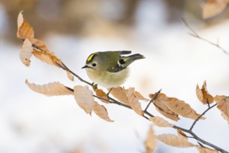A goldcrest (Regulus regulus) sitting on a branch with dry leaves, Hesse, Germany