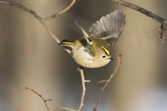 A goldcrest (Regulus regulus) flies with outstretched wings from a branch in a quiet winter