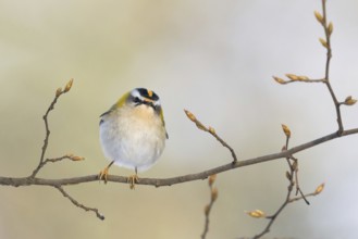 A goldcrest (Regulus regulus) sits on a delicate branch with fresh buds in a spring-like