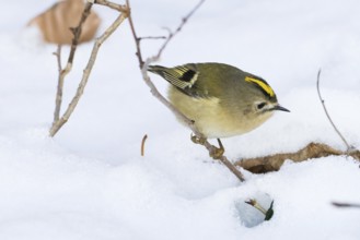 A goldcrest (Regulus regulus) moves in the snow and searches curiously for food in a wintry scene,
