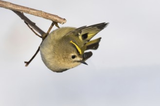 A goldcrest (Regulus regulus) hanging upside down on a branch against a light-coloured background,