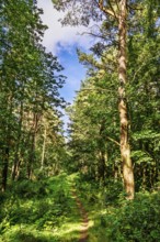 A wild path in the forest