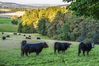Bulls and Cows on Scottish Borders Farms, Scotland, UK