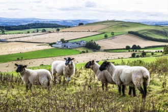 Sheeps, Scotish fields and farms, Southeast Scotland, UK