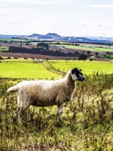 Sheeps, Scotish fields and farms, Southeast Scotland, UK