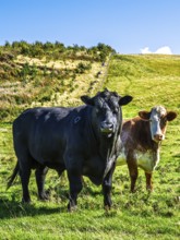 Bulls and Cows on Scottish Borders Farms, Scotland, UK