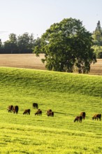 Scottish fields and farms, Southeast Scotland, UK
