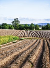 Scottish fields and farms, Southeast Scotland, UK