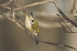 A goldcrest (Regulus regulus) shows acrobatic skills on a branch in a wintry environment, Hesse,