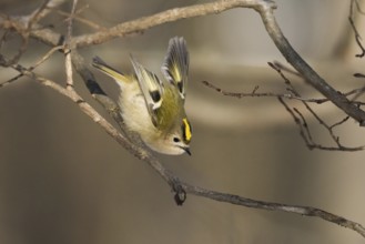 A goldcrest (Regulus regulus) jumping from a branch in a wintry landscape, Hesse, Germany