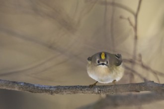 A goldcrest (Regulus regulus) on a branch looks attentively into the camera in a quiet forest