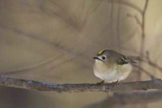 A goldcrest (Regulus regulus) sits quietly on a branch in a wintry atmosphere
