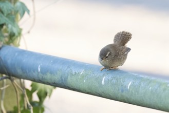 A wren (Troglodytes troglodytes) sitting on a railing, Hesse, Germany