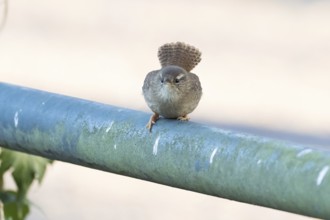 A wren sitting on a railing, frontal view, Hesse, Germany