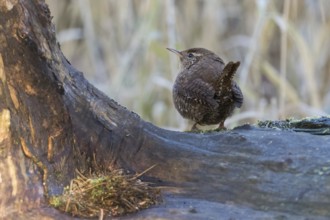 A wren (Troglodytes troglodytes) on a tree trunk in a natural environment, Hesse, Germany